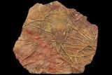 Silurian Fossil Crinoid (Scyphocrinites) Plate - Morocco #118564-1